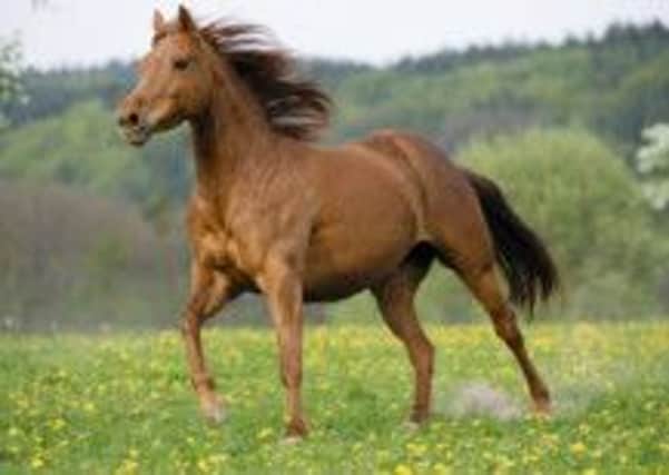 A brown horse trotting. BCYWH9