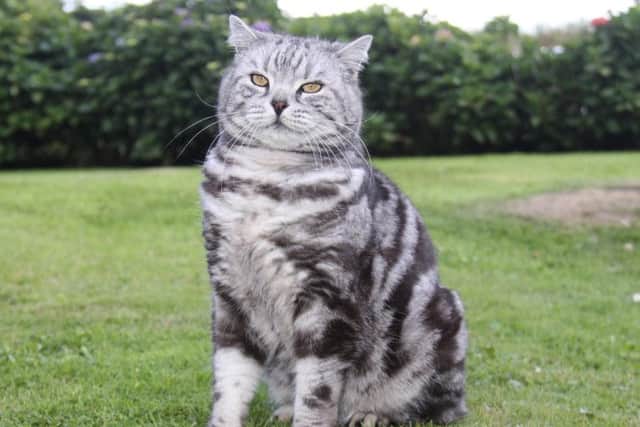 A happy cat?