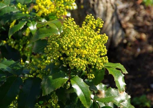 Mahonia. PA Photo/Thinkstockphotos.