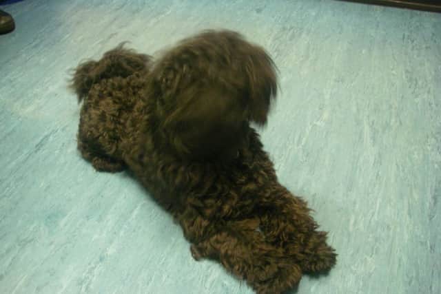 Lhaso Apso poodle Toby, had his leg amputated after he was thrown into his basket