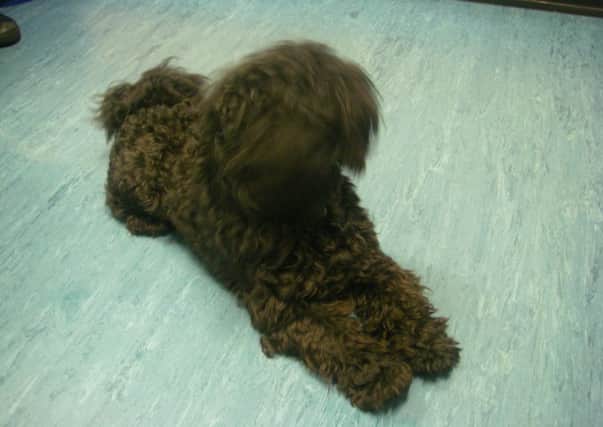 Lhaso Apso poodle Toby, had his leg amputated after he was thrown into his basket