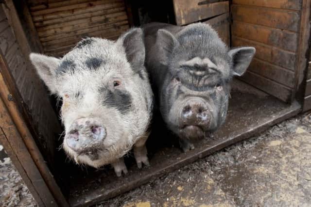 Micro pigs Alfie and Tyson looking for a new home