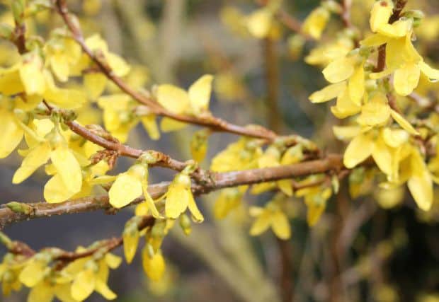 Tom Pattinson gardening picsForsythia