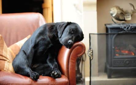 The picture of Jims black labrador relaxing which has been viewed millions of times in America.