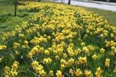 Daffodils on Derby Road at Kirkby.