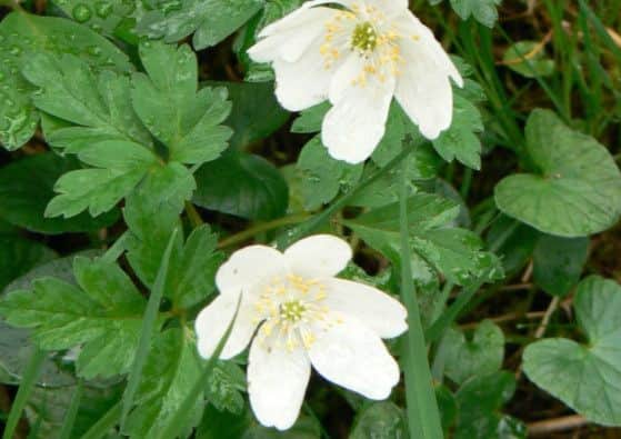 Wood anemone