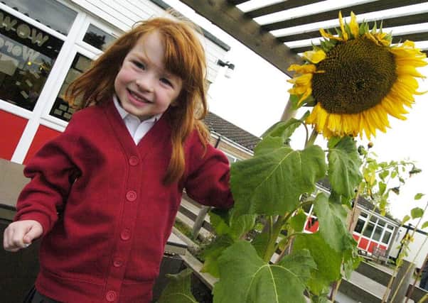 Pictured at Carlton Primary School with the school's Sunflower is Mia Boyle (9).  Picture: Tony Saxton L0026TS