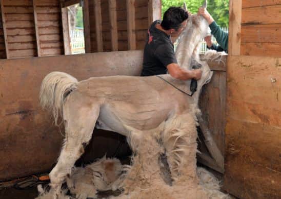 Shearing time forthe Llamas and Alpacas at Willow Farm, James Dixon shears a Llama