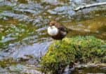 The latest Sutton Ramblers walk takes in Chee Dale and the River Wye.