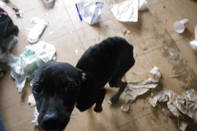 Tyson the dog from Alfreton who was abandoned and left to starve but was rescued by the RSPCA.