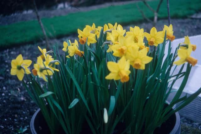 A dwarf narcissi "Jetfire"