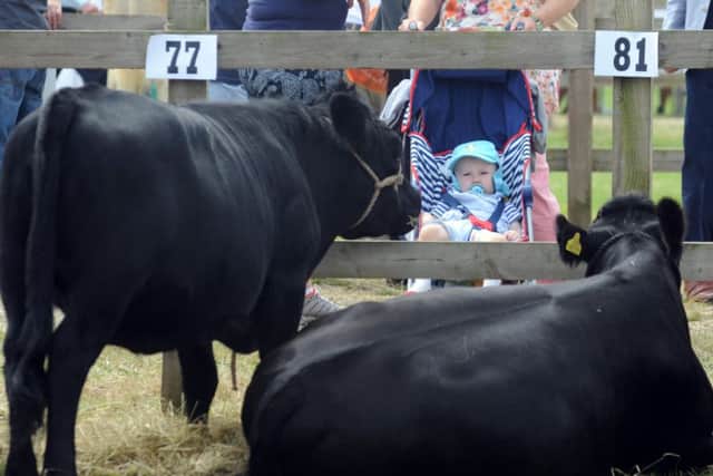 Driffield Show ..Grayson Payne aged 13 months from Driffield, watches the Dexter Cows at the show.SH1001620a...16th July 2014 ..Picture by Simon Hulme