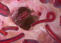 The ebola virus