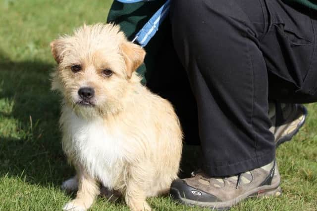 Jerry Green Dog Rescue Centre in Blidworth is having a new building built to expand the centre. Pictured is Sapphire Mcinnes.