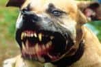 Dangerous dog - pit bull