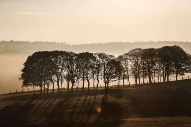 Picture shows the early morning fog & frost today in Temple Newsham park Leeds.
Andrew McCaren/Rossparry.co.uk