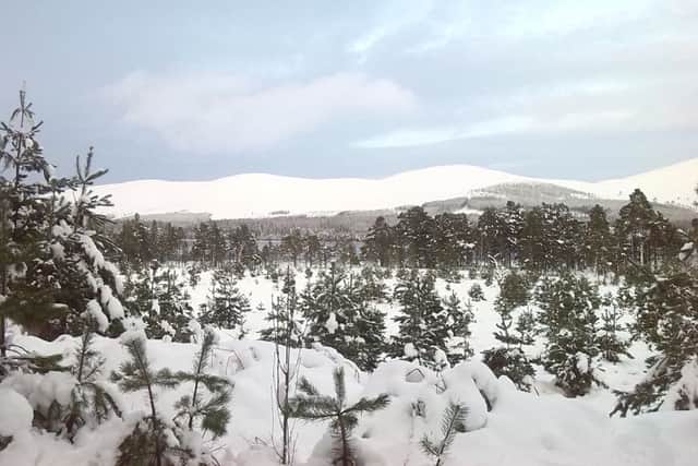 Are you dreaming of a white Christmas?