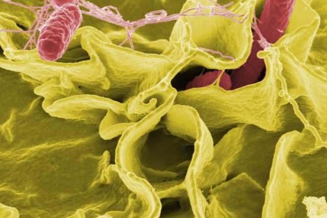 Salmonella bacteria