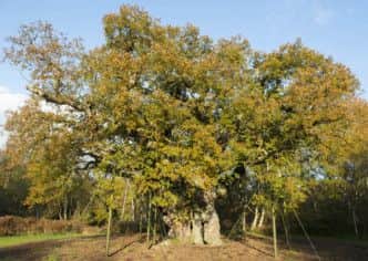 The Major Oak