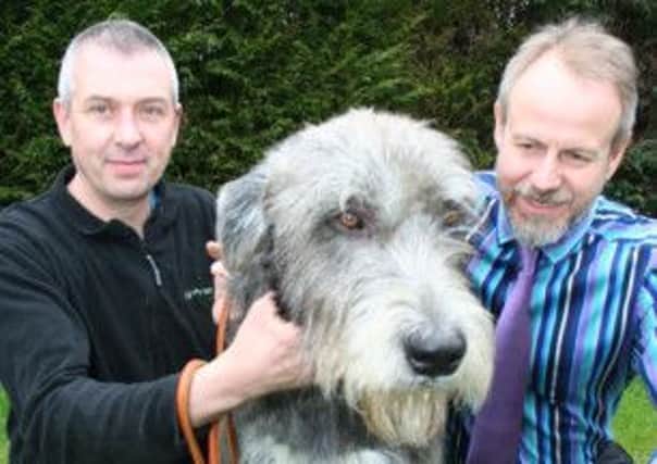 Presto the Irish Wolfhound.