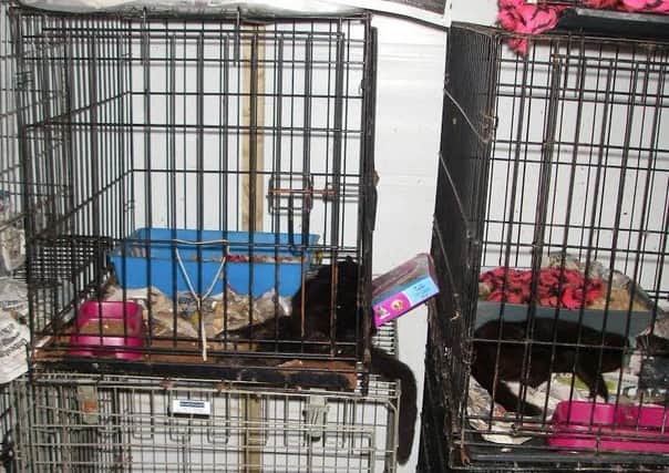 A woman who ran a cat rescue centre in Derbyshire allowed seven of the animals to die slow, painful deaths over a number of days.