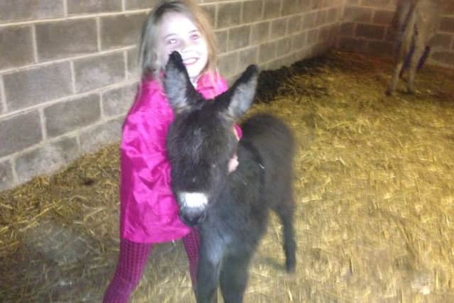 Emily Hessey, 8 hugs newborn foal Beauty. The Hessey  family  of Pleasley are looking for a field to home their four donkeys.