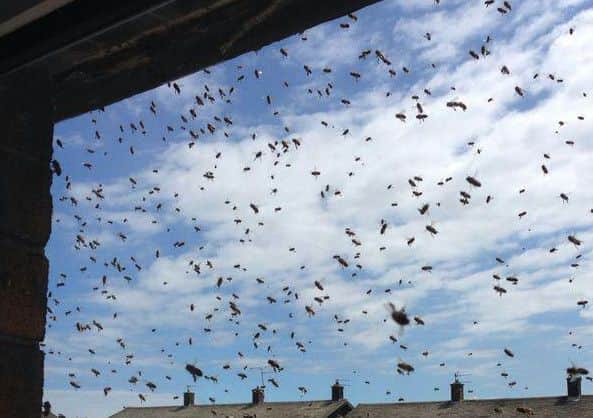 Wasps