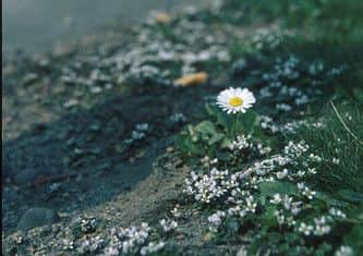 BLOOMING -- Danish scurvy-grass.