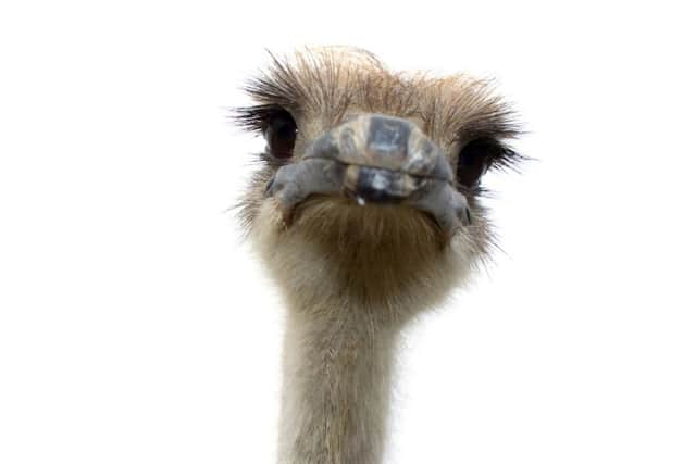 An ostrich is believed to be on the loose