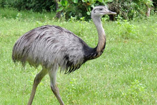 A rhea bird.