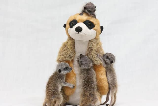 Four meerkat pups who were abandoned by their mother have found comfort in a meerkat soft toy which they cuddle up to. See Ross Parry copy RPYMEERKATS. The Meerkats at Willow Tree Farm are being looked after by director David Taylor, 29 of Shirebrook, Mansfield.
Tom Maddick / Rossparry.co.uk