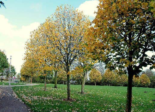 Peafield Park in Mansfield Woodhouse