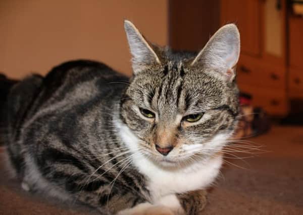 Bo, a three-year-old female tabby of Princess Avenue, in Forest Town died after drinking anti-freeze.