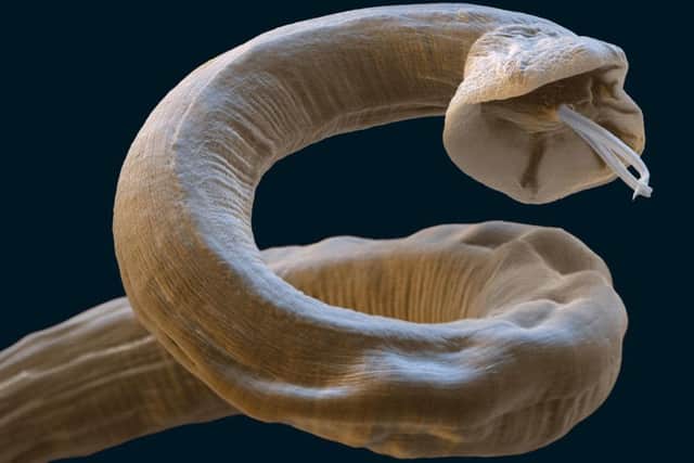 Dog owners are being warned about the deadly lungworm disease.