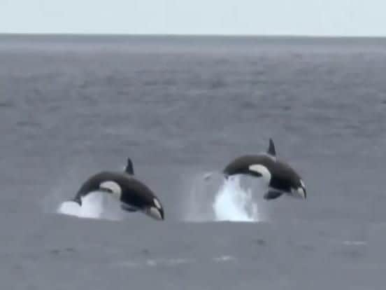 The pod of killer whales was filmed in the North Sea