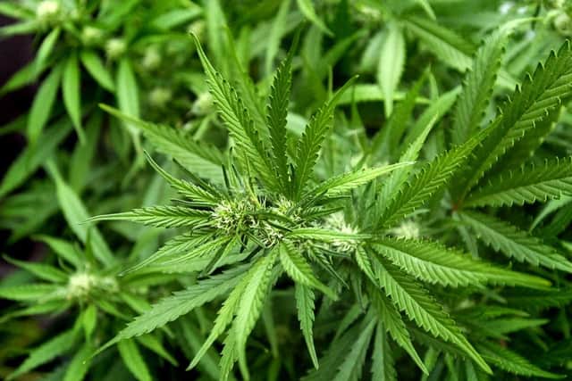 Cannabis