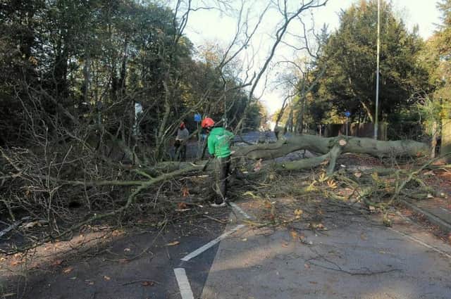 A huge Beech tree fell down on London Road in Retford
