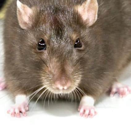 RSPCA rat "Venus".
