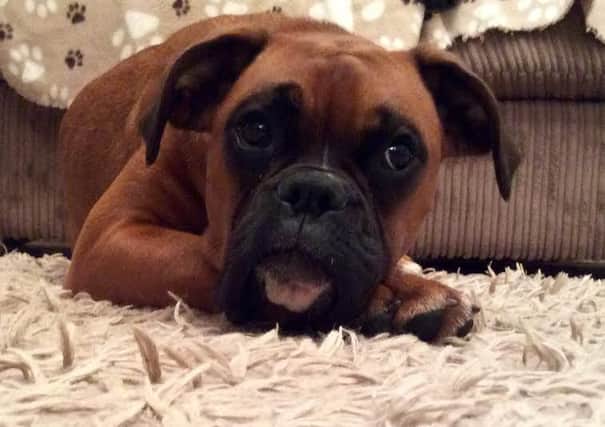 Roxy, a terminally ill boxer dog from South Yorkshire. Mansfield man Jason  Hanson is doing a 50 mile charity bike ride to raise funds to help with her juvenile ekidney disease