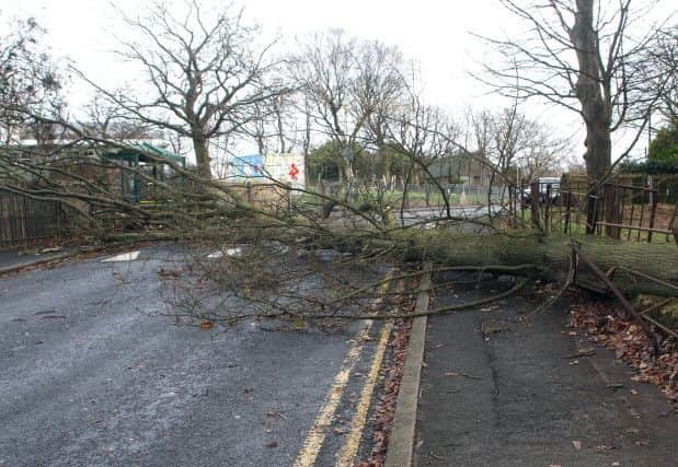 Strong winds could bring down trees and branches this weekend and lead to travel disruption.