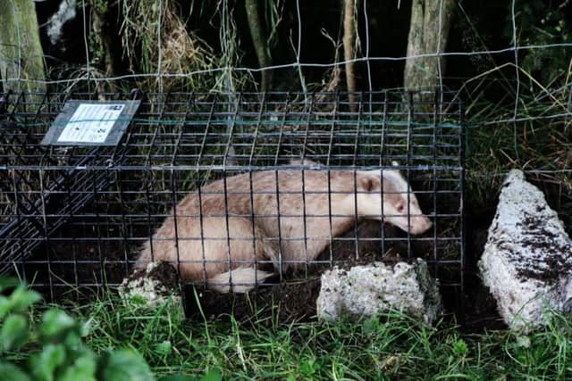 A rare ginger badger is being cared for by Derbyshire Wildflie Trust