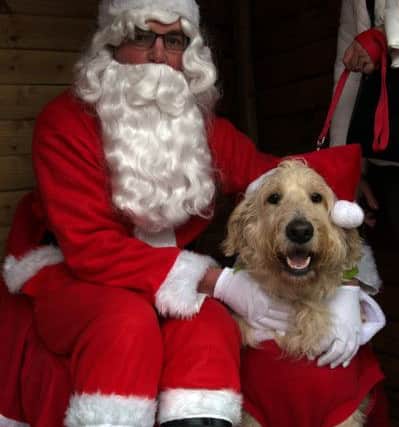 Santas Doggie Grotto in Mansfield, Santa Paws meets his namesake Santa Paws