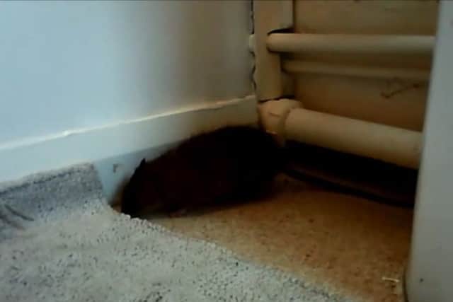 Screenshot of  secret video footage which found rats in a Broxtowe home