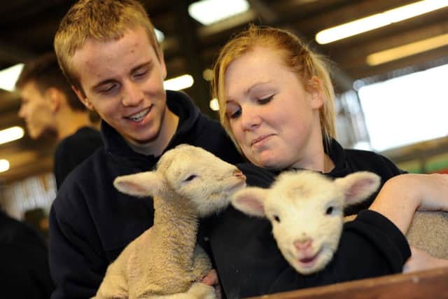 Luke Probert and Chelsea Bacon on the animal care level 1 course at West Notts College look after the newborn lambs at the White Post Farm.