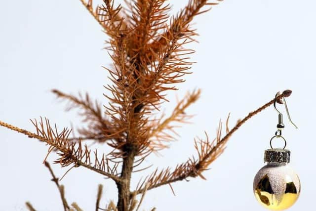 Will your Christmas tree make it through to the New Year?
