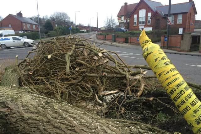 The remains of a tree which was blown over by strong winds on Alfreton Road - causing traffic chaos
