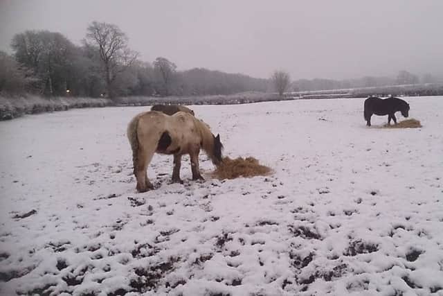 Reader photograph sent in by Layne Wilson of snow  in Nether Langwith in January 2016.