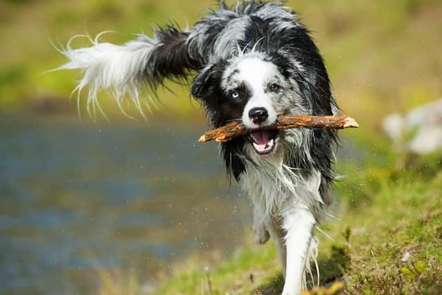 Dog owners have been warned about throwing sticks for their pets