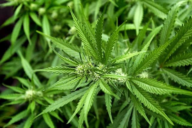 Cannabis farm at 5 Elder Green, Wakefield.
w1977a021