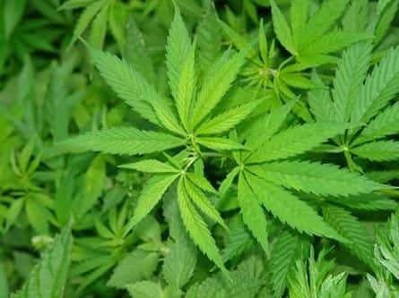 Cannabis